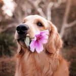 Kremacja psa - jak wygląda i co warto o niej wiedzieć?